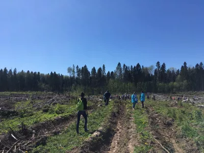 Всероссийский день посадки леса в Ленинградской области