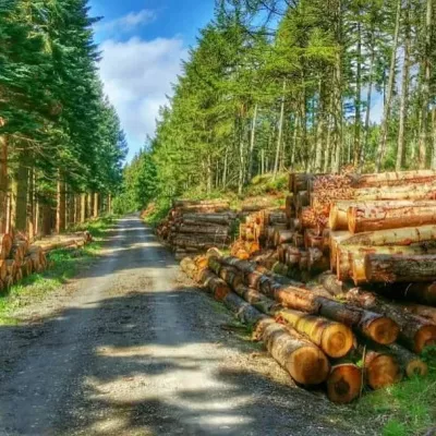 Фонд предварительно одобрил финансирование проекта по совместной программе «Проекты лесной промышленности»